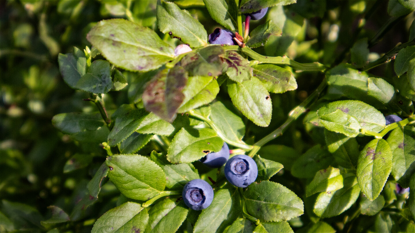 Heidelbeeren im Schwarzwald