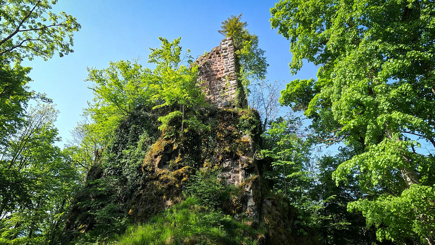 Ruine der Oberburg Château du Nideck