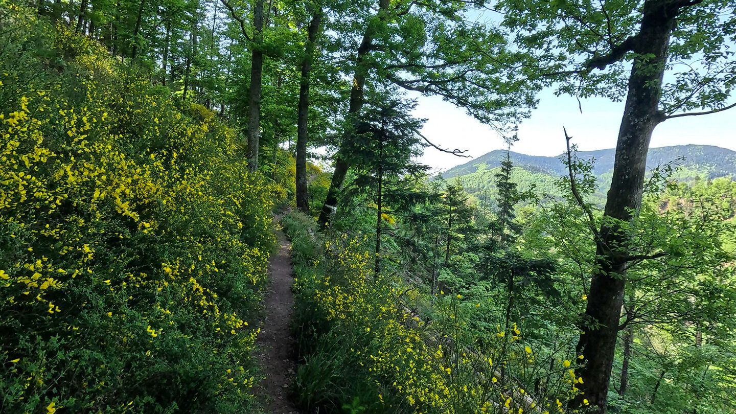 Rundwanderung Cascade & Château du Nideck
