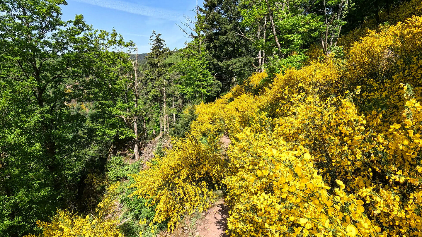 Wanderpfad durch ein gelbes Blütenmeer – Rundwanderung Cascade du Nideck & Château du Nideck