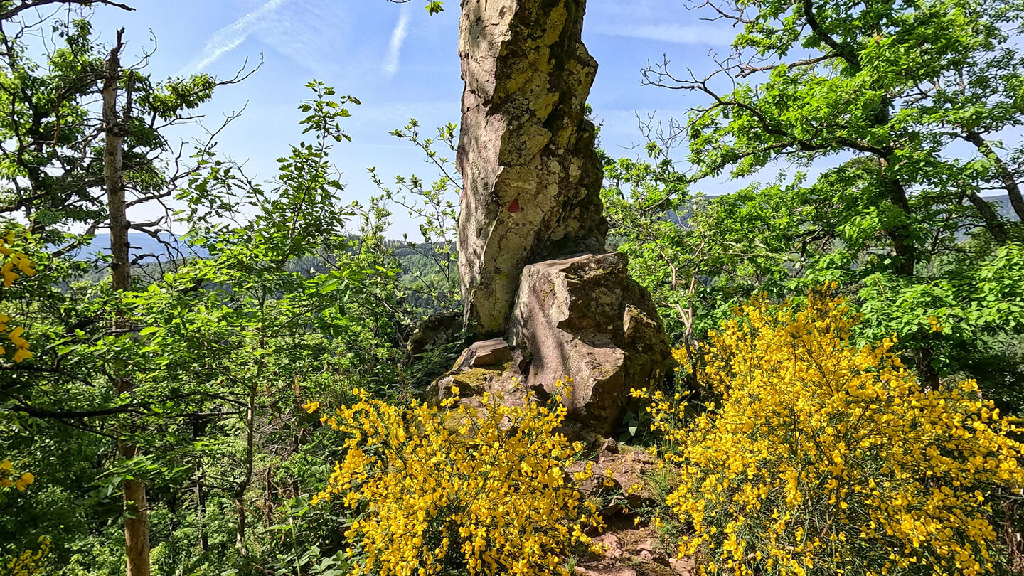 Route durch Ginster und Felsen bei Oberhaslach