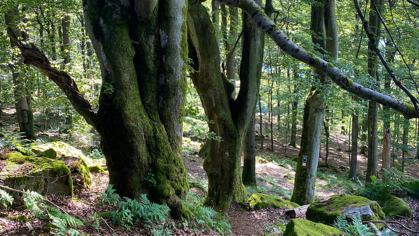alte Buchen stehen am Wegesrand alte Buchen am Wegesrand
