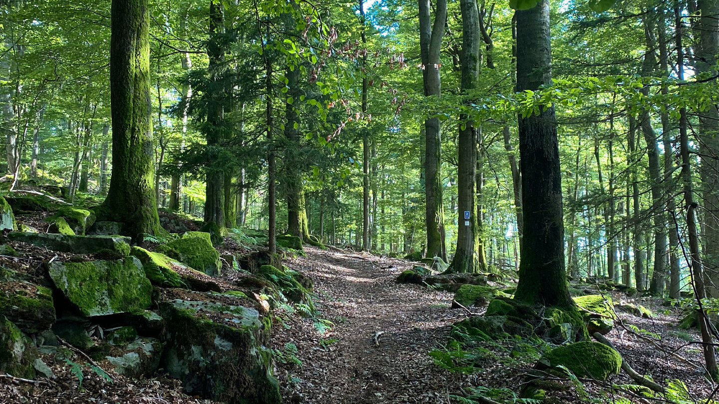 breitere Waldpfade führen abwärts breitere Waldpfade führen abwärts
