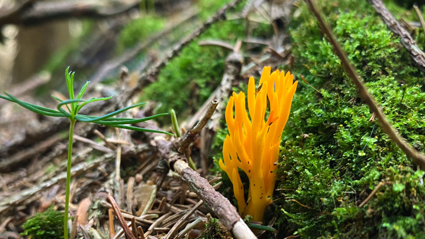 ein farbenprächtiger Pilz im Unterholz farbenprächtiger Pilz im Unterholz