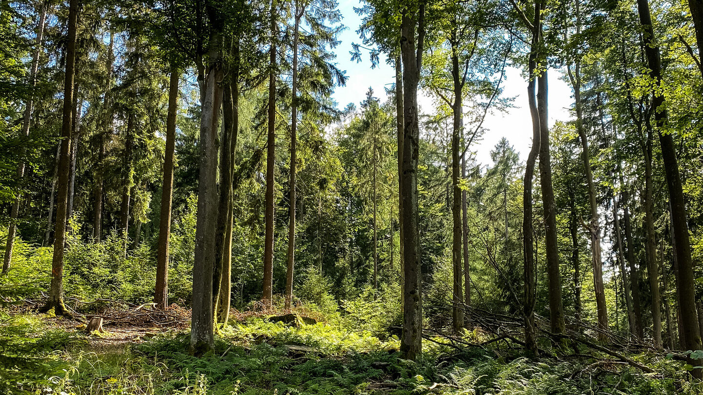 Wald an der Hohen Kammer Wald an der Hohen Kammer