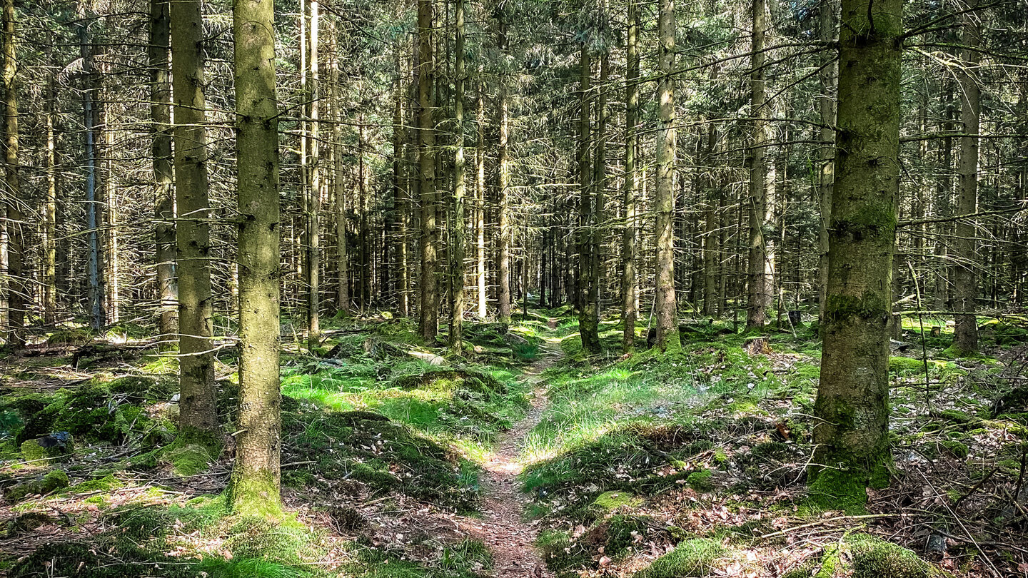 der Waldpfad zur Quelle Waldpfad zur Quelle