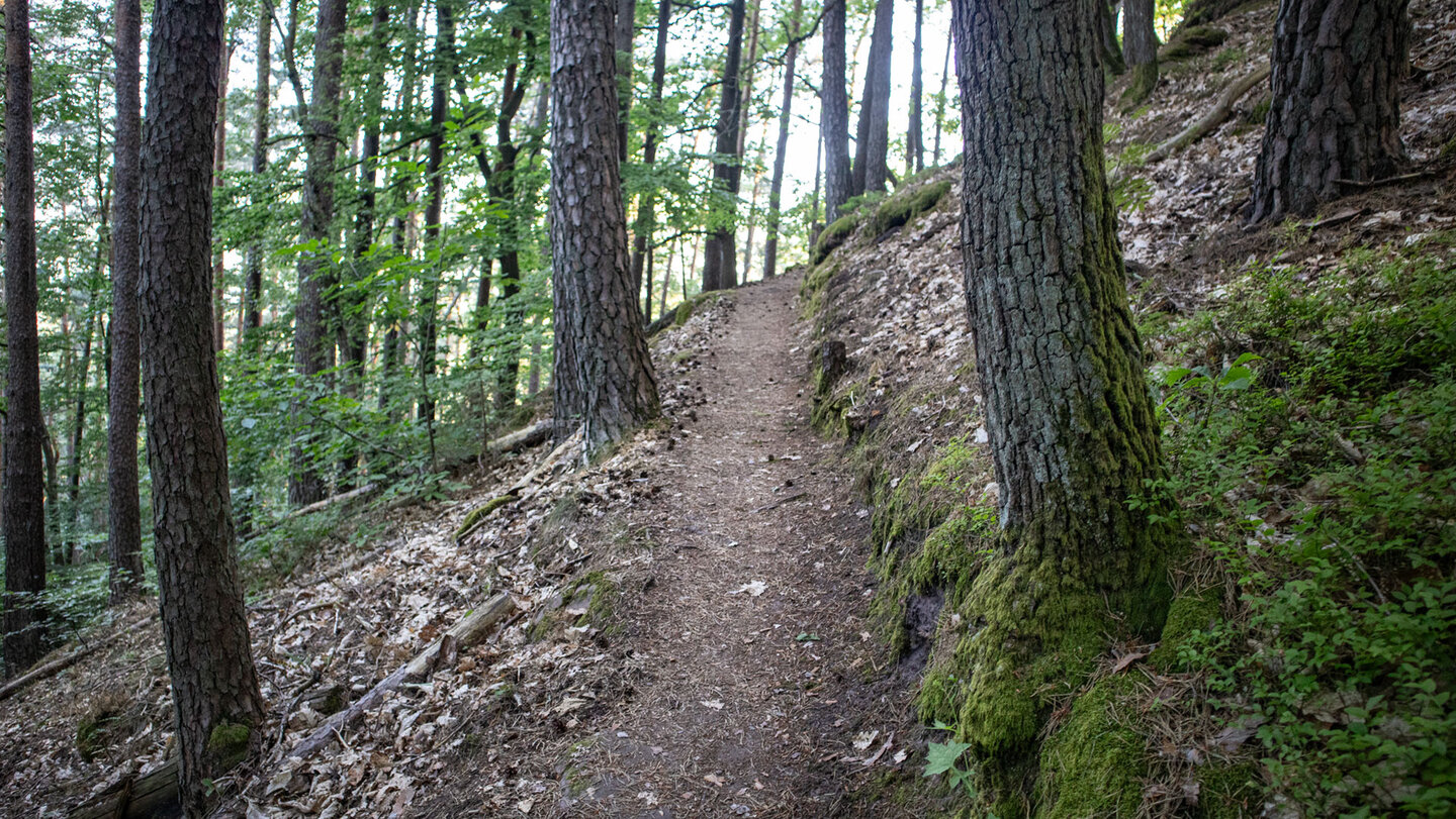 Der Pfad schlängelt sich durch schattigen Mischwald hinauf zum Puhlstein.