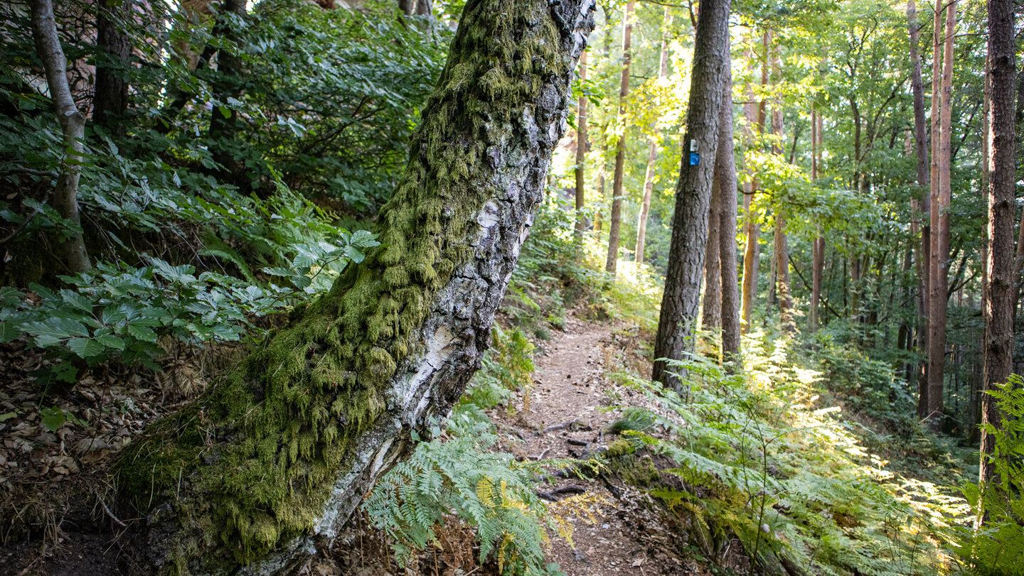 Ein schmaler Pfad schlängelt sich idyllisch durch den Wald auf dem puhlstein, gesäumt von Moos und Farn.