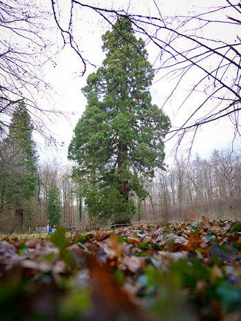 Blick auf den Riesenmammutbaum bei Schotten im Vogelsberg Blick auf den Riesenmammutbaum bei Schotten