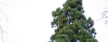 Spitze des Riesenmammutbaum bei Schotten