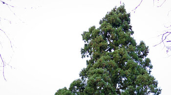 die Spitze des Riesenmammutbaum bei Schotten Spitze des Riesenmammutbaum bei Schotten