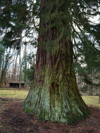 der Stamm des Riesenmammutbaums bei Schotten im Vogelsberg Stamm des Riesenmammutbaums bei Schotten im Vogelsberg