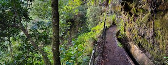 der schmale Wasserkanal Levada do Furado schlängelt sich durch den Lorbeerwald