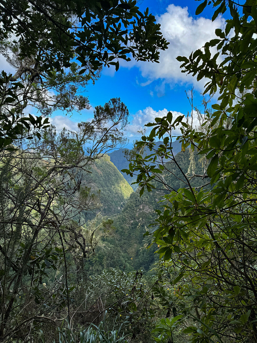 Blick über die bewaldeten Täler an der Levada do Furado auf Madeira Blick über die bewaldeten Täler an der Levada do Furado