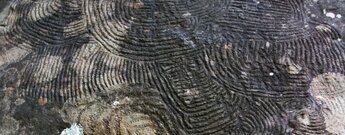 die Felsritzzeichnungen auf La Palma werden als Petroglyphen bezeichnet