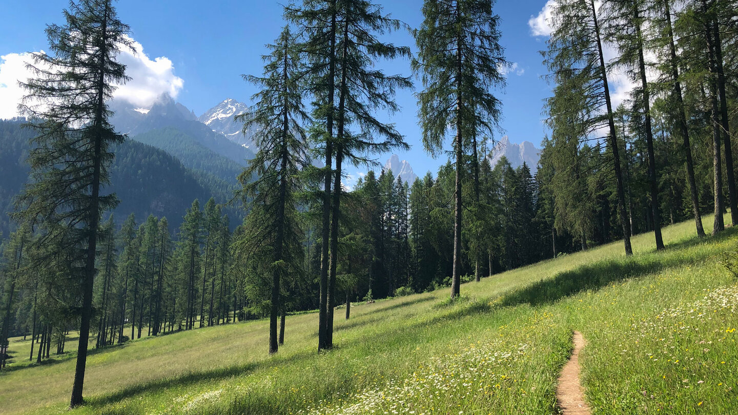 Wiesenpfad durch die Lärchenwälder