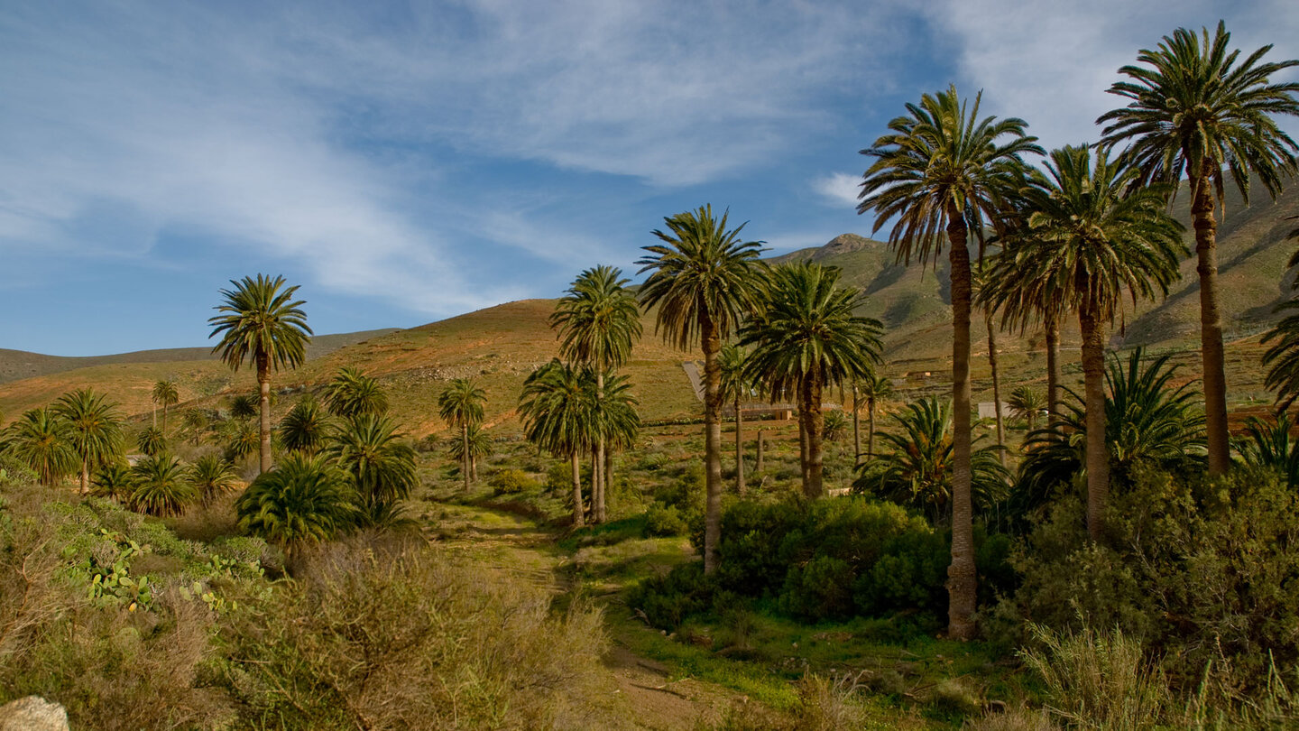 Palmenhain im Barranco de las Penitas bei Vega de Rio Palmas