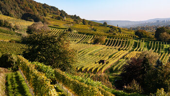 Weinberge bei Schriesheim