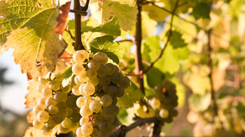 Weintrauben in den Weinbergen bei Schriesheim