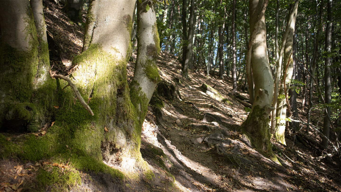 Hangweg zwischen mit Buchen zwischen Haselstein und Kühhungerfelsen.
