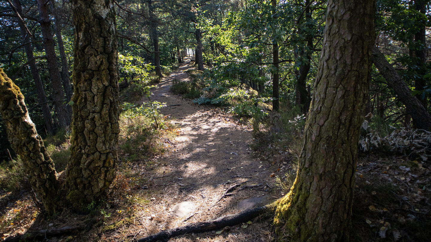 Stichweg entlang des Buntsandsteinriffs zum Kühhungerfelsen.