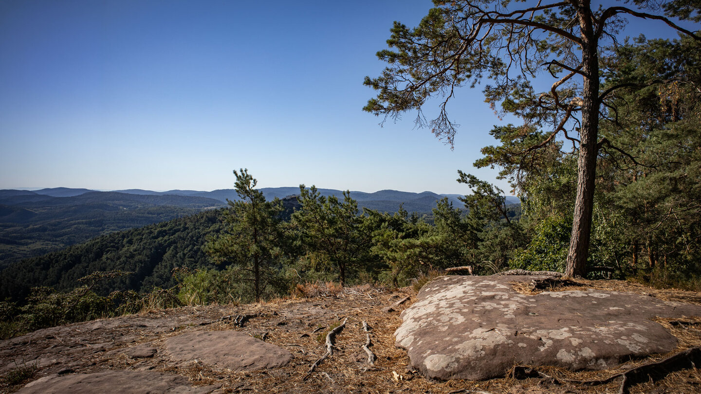 Panorama vom Kühhungerfelsen: Kiefern, Sandstein und das Hügelmeer des Pfälzerwaldes.