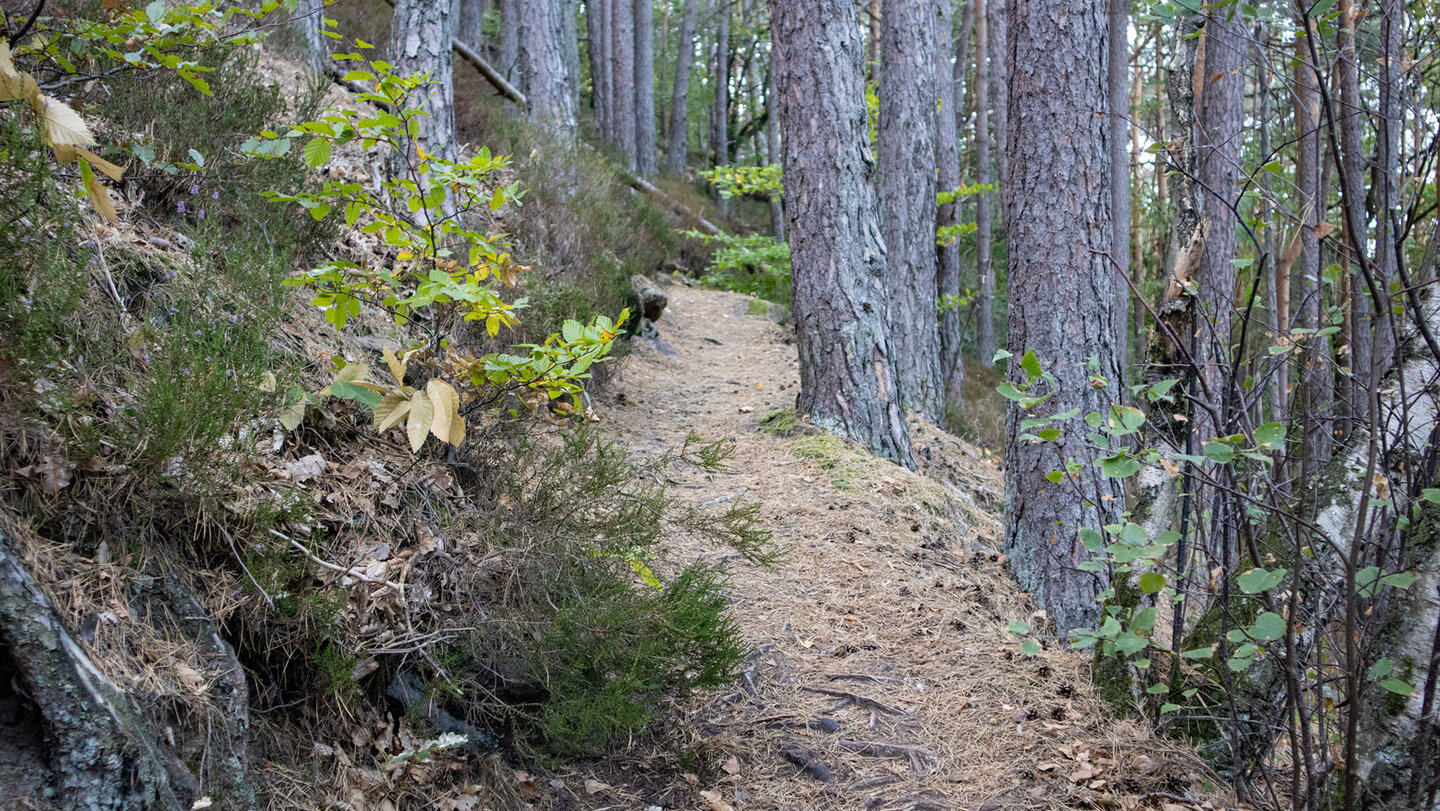 Waldpfad zwischen Kiefern auf dem Weg zum Hockerstein
