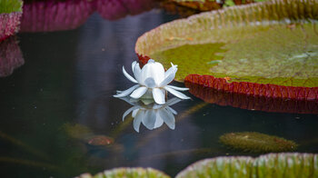 die Blüte der Victoria amazonica Riesenseerose im Sir Seewoosagur Ramgoolam Botanical Garden