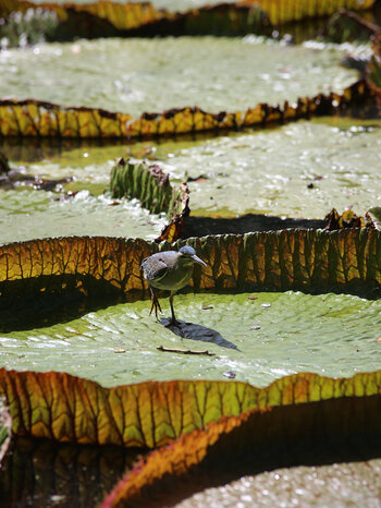 mühelos stolziert der Mangrovereiher über das Riesenseerosenblatt im Botanischen Garten auf Mauritius