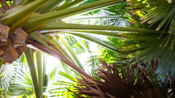 Blick durch das Blätterdach der Palmen im Sir Seewoosagur Ramgoolam Botanical Garden