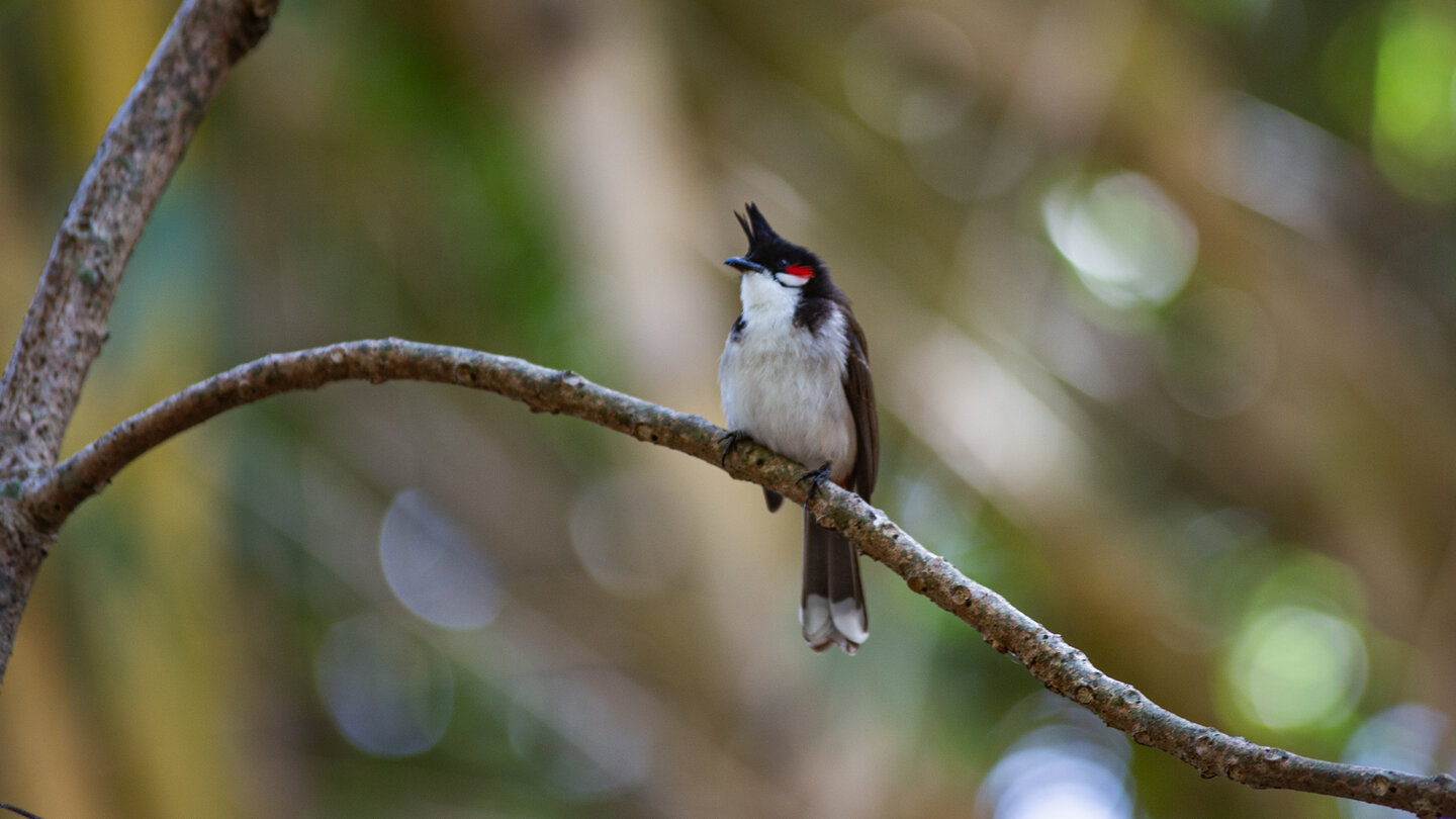 Rotohrbülbül auf einem Ast im Sir Seewoosagur Ramgoolam Botanical Garden