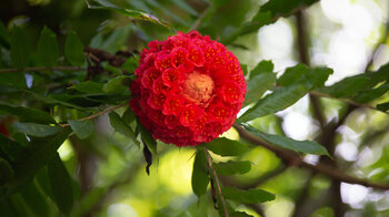 die Brownea grandiceps mit prachtvoller Blüte im Sir Seewoosagur Ramgoolam Botanical Garden