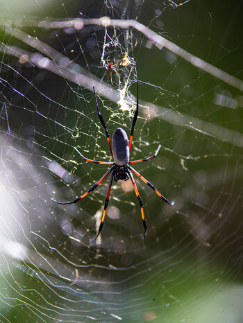 Seidenspinne in ihrem Netz im Sir Seewoosagur Ramgoolam Botanical Garden auf Mauritius