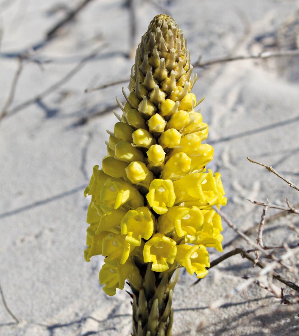 die Wüstenorchidee an den Playas de Órzola auf Lanzarote hat ihre Blütezeit im Dezember und Januar
