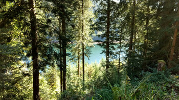 Blick durch den Wald auf die Talsperre Kleine Kinzig