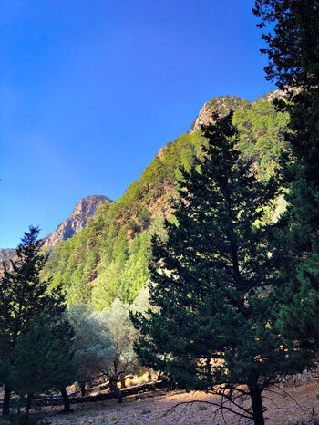 Gipfel ragen aus dem Wald