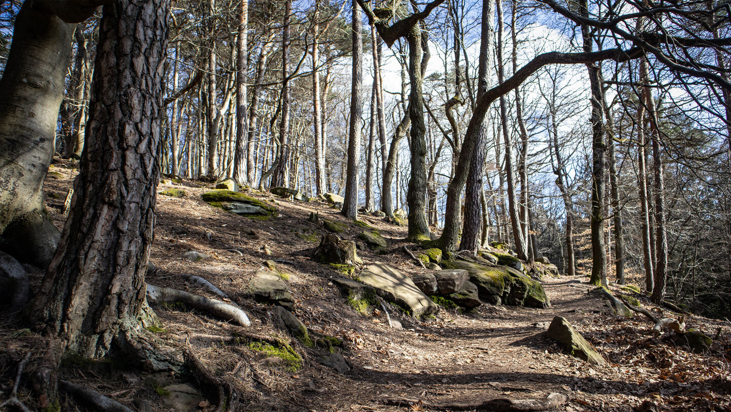 Wanderweg am Zwergberg zur Hohen Loog