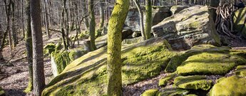 bemooste Felsen bei der Hohen Loog