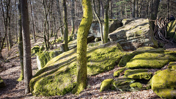 bemooste Felsen bei der Hohen Loog