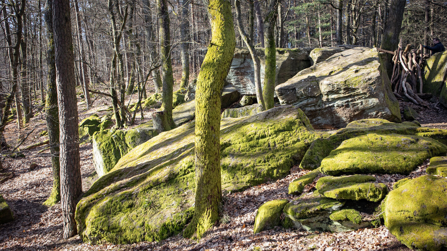 bemooste Felsen bei der Hohen Loog