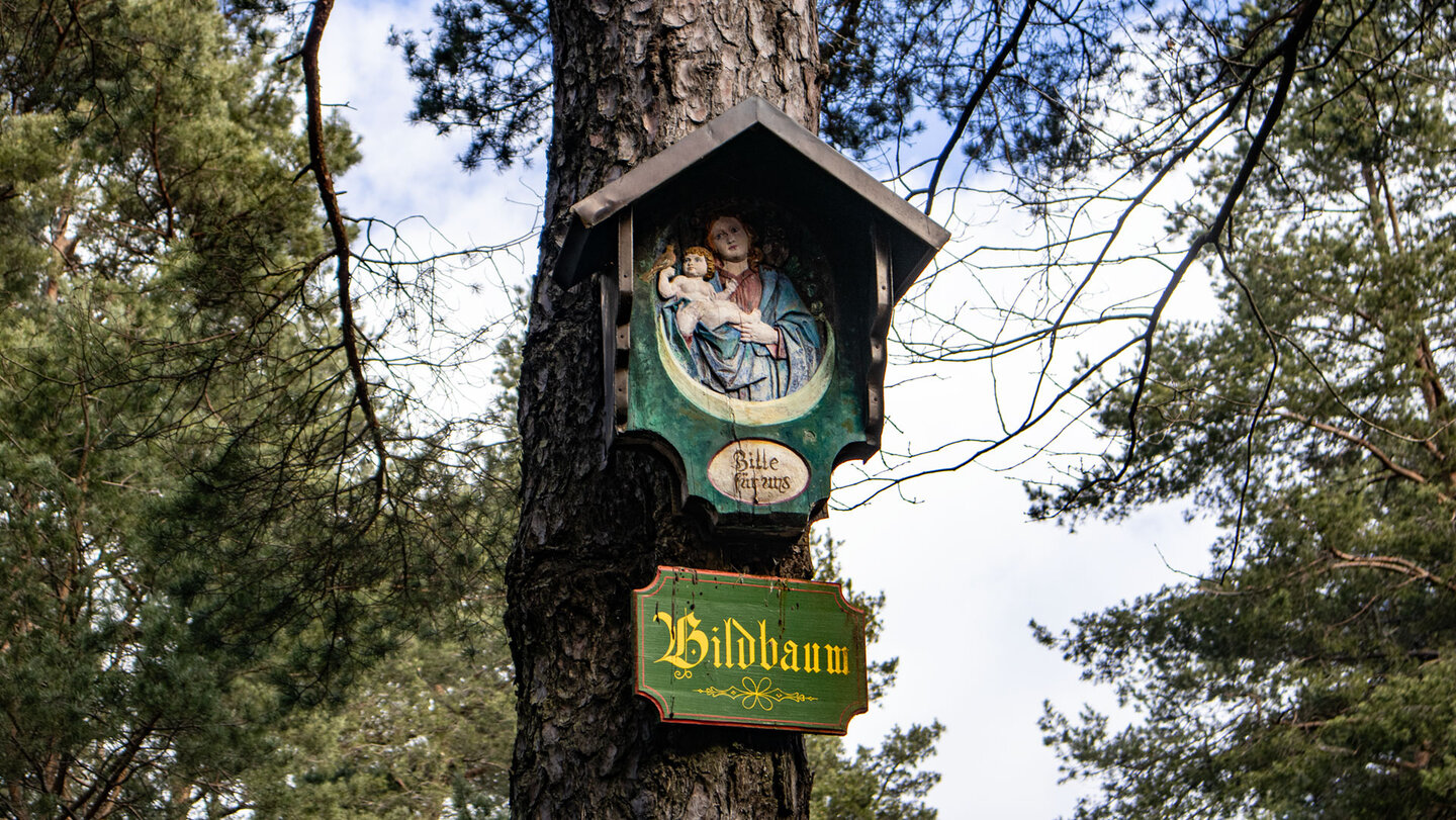 Bildbaum an der Wegspinne vor der Hohen Loog