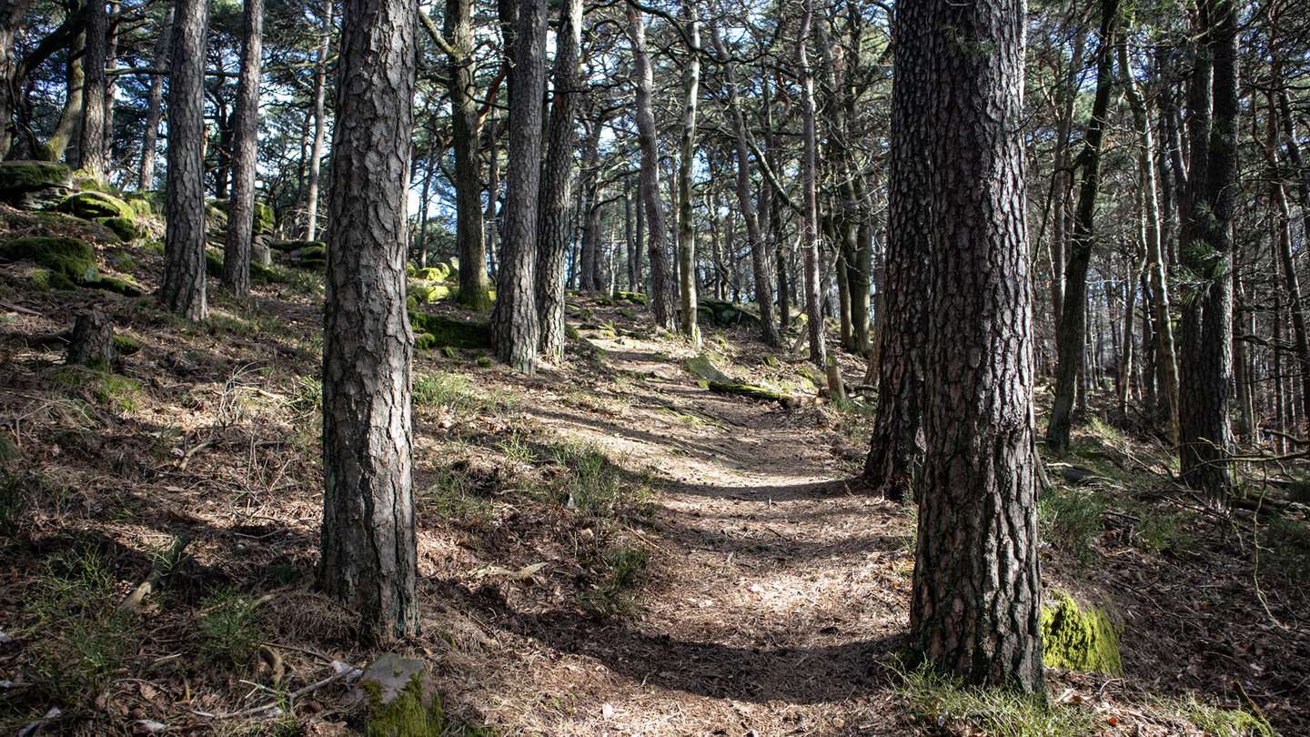 Wanderpfad durch Kiefernwald auf die Hohe Loog