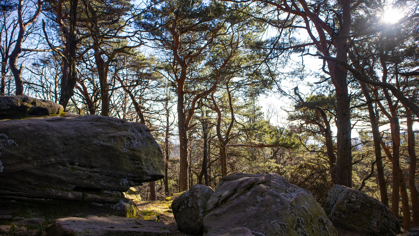 Wanderpfad in der Gipfelregion des Kalmit
