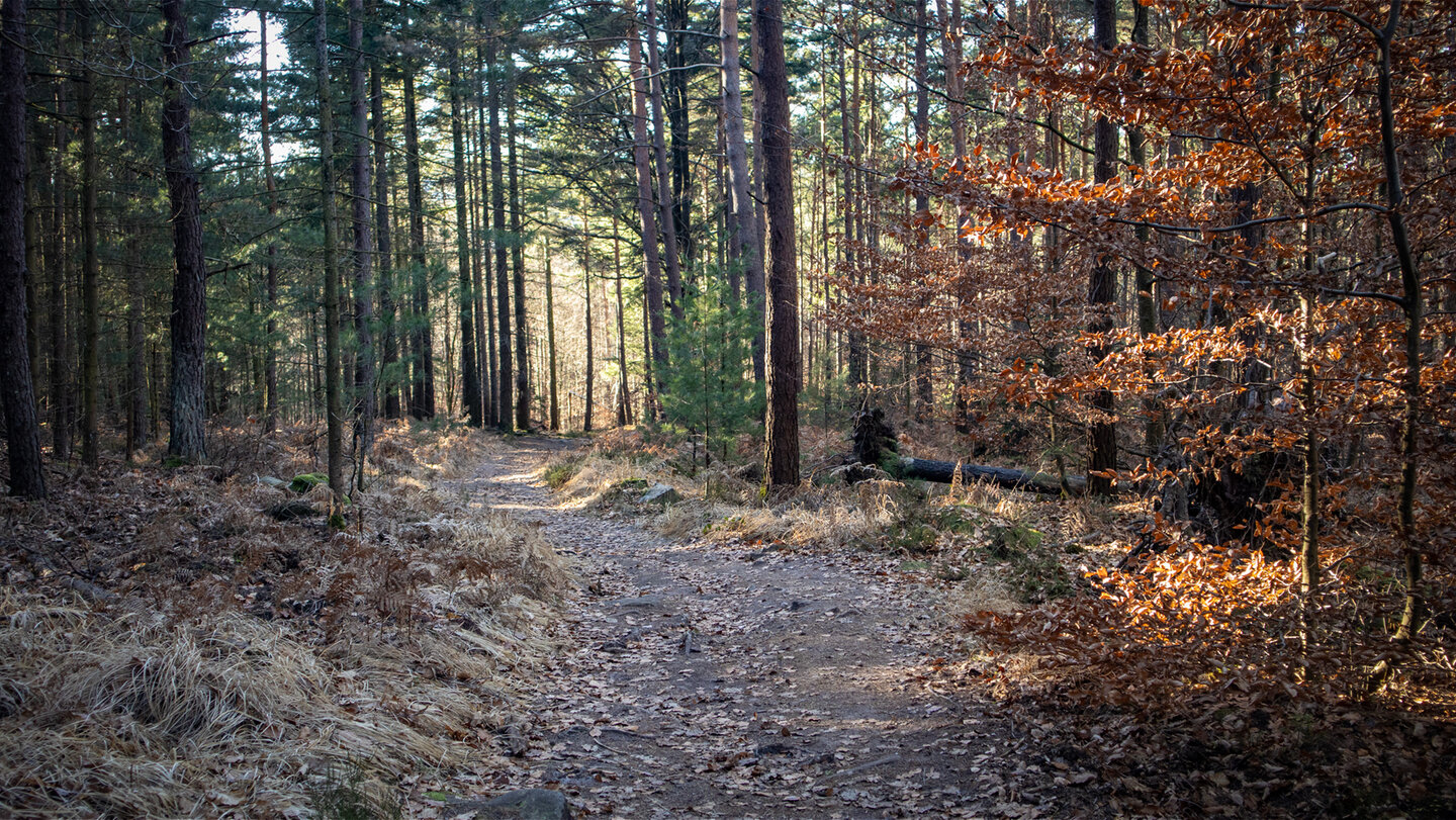 Wanderweg vom Hahnenschritt zum Hüttenkohl