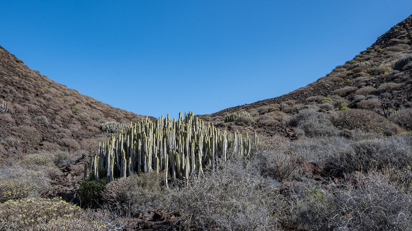 Die Kandelaberwolfsmilch zählt zu den genügsamen Pflanzen, die sich in der kargen Küstenlandschaft Gran Canarias behaupten können.