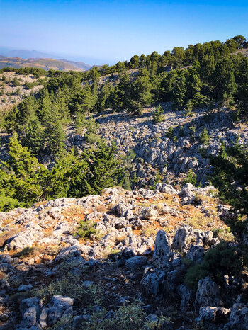 felsige Berghänge mit lichtem Kiefernwald auf Kreta