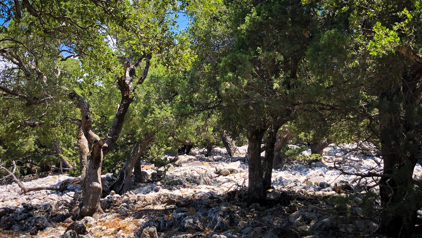 Weg zur Agia Irini Schlucht mit scheinbar aus Felsen wachsenden Bäumen