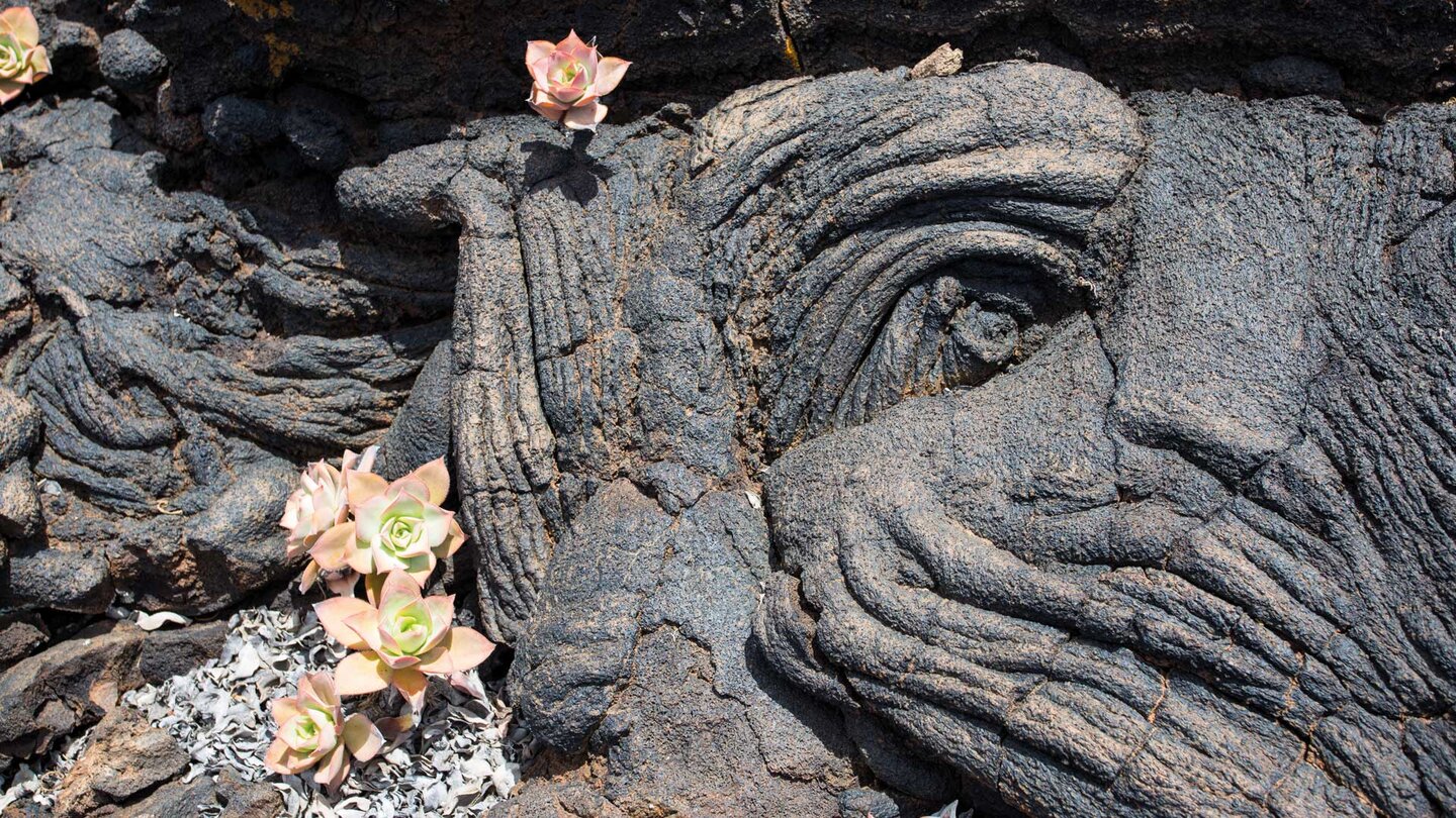 Aeonium-Pflanzen auf kargem Untergrund in der Vulkanlandschaft von Los Lajiales auf El Hierro Aeonium-Pflanzen auf kargem Untergrund in der Vulkanlandschaft von Los Lajiales auf El Hierro