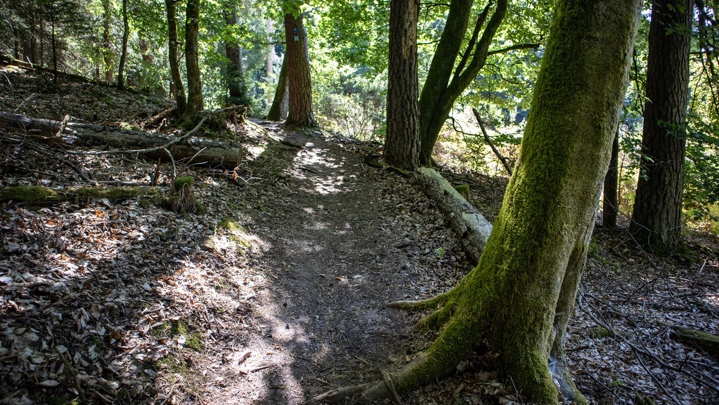 Schmaler Waldpfad durch bemoosten Buchenwald mit Laub am Boden und Wegmarkierung am Baum