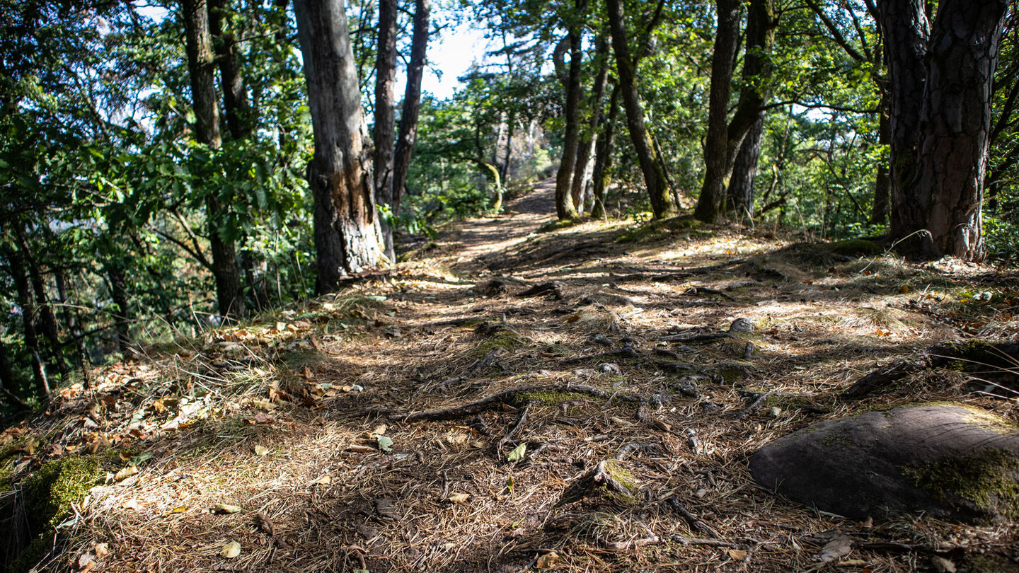 Wurzeldurchzogener Kammweg auf dem Kahlenberg, gesäumt von Eichen und Buchen im lichten Wald